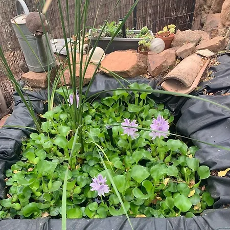 Casa Rosalinda Figari (Corsica)