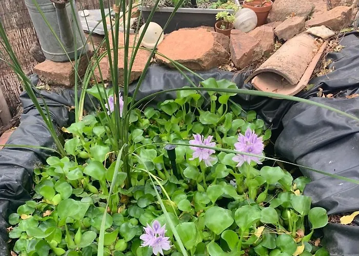 Casa Rosalinda Figari (Corsica)